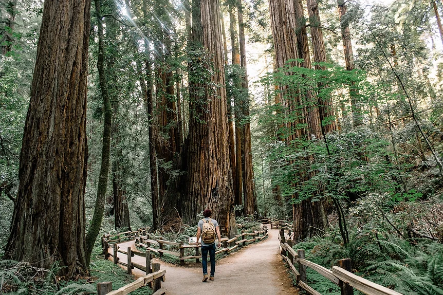 redwoods